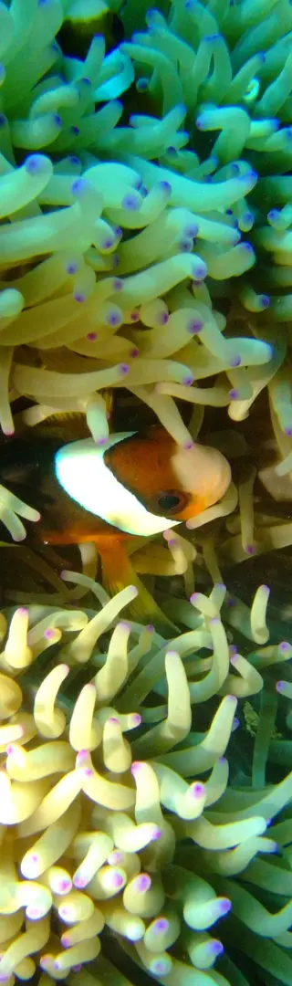 Tauchen und Schnorcheln